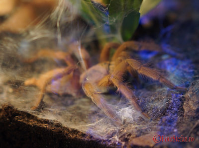 muzeul-antipa-paianjeni-scorpioni-46.JPG