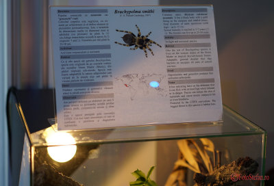 muzeul-antipa-paianjeni-scorpioni-5.JPG