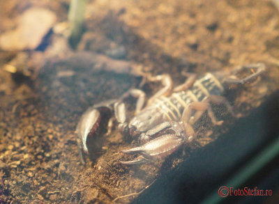 muzeul-antipa-paianjeni-scorpioni-7.JPG