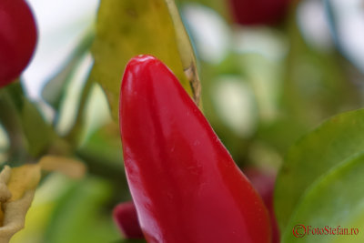 sony-rx10-ii-chili-2.JPG