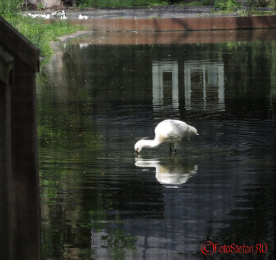 artis-zoo-amsterdam-13.JPG