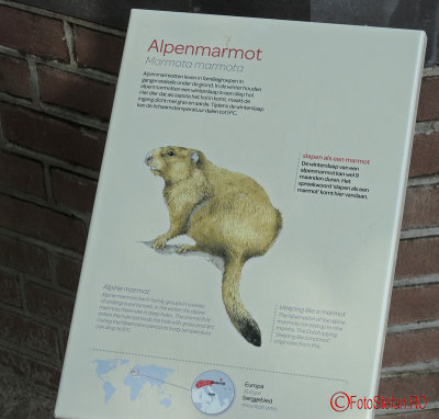 artis-zoo-amsterdam-3.JPG