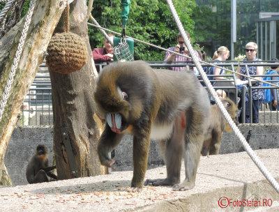 artis-zoo-amsterdam-33.JPG