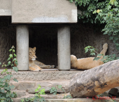 artis-zoo-amsterdam-62.JPG