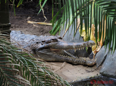 artis-zoo-amsterdam-71.JPG