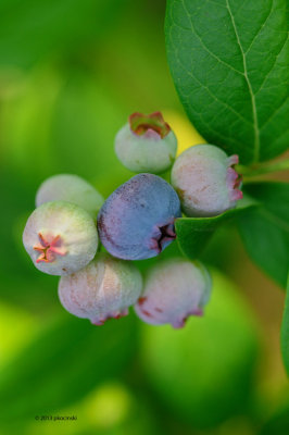 Blueberries On The Way