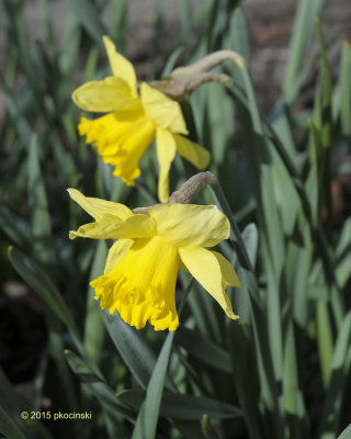 Daffodils Finally