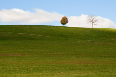 Two Trees On A Hill