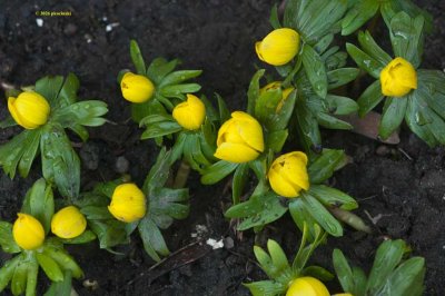 Winter Aconite