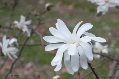 White Flower