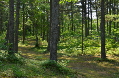 Whitefish Point Cemetery 10 7-18-14