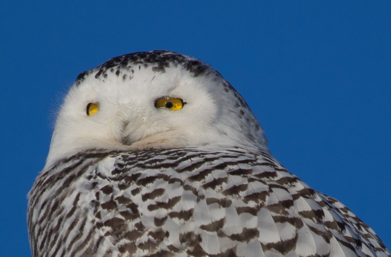 Snowy Owl