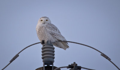 Snowy Owl