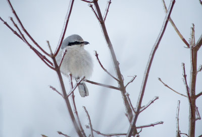 Northern Shrike