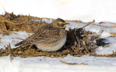 Horned Lark