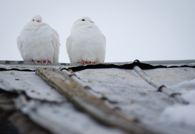 Doves