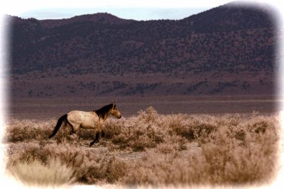 wild horse 7067.jpg