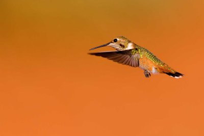 Rufous 0006.jpg