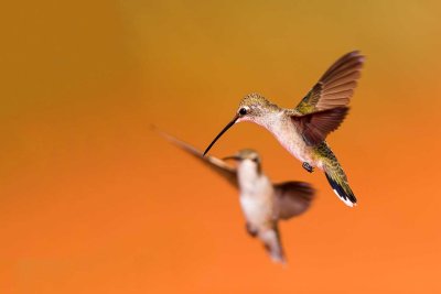 Black-Chinned 0015.jpg