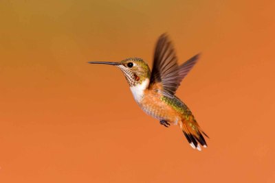 Rufous 0040.jpg