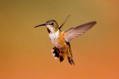 Rufous 0057.jpg
