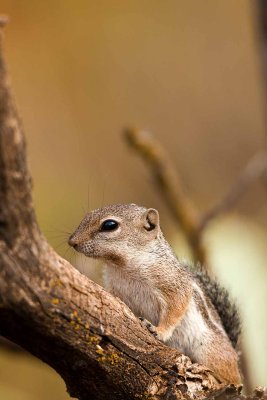 ground squirrel_9994.jpg