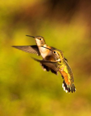 humming_birds