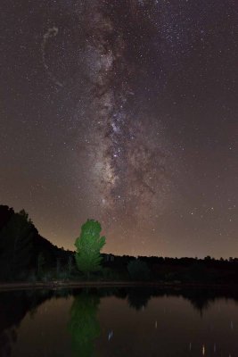 Tree Farm Milky Way 1372.jpg