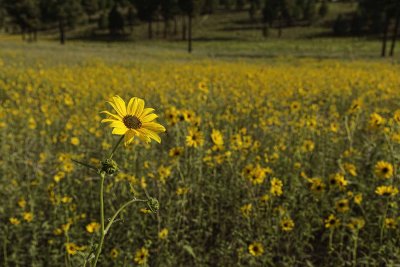 sunflowers 5873.jpg