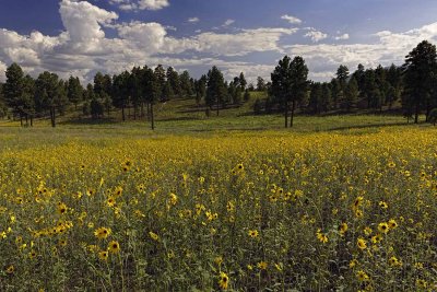 sunflowers 5848.jpg