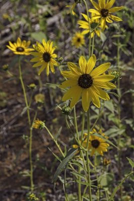 sunflowers 5836.jpg