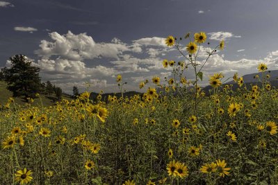 sunflowers 5824.jpg