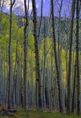 Lockett Meadow 6652.jpg