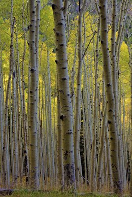 Lockett Meadow 6655.jpg