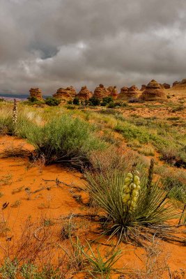 Coyote Buttes South 8529.jpg