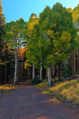 Fall Color Flag 9129.jpg