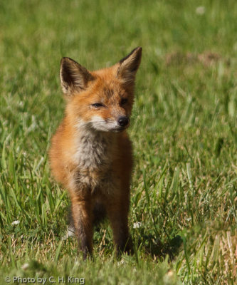 Red Fox Kit