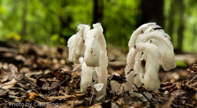 Indian Pipes or Ghost Plant or Corpse Plant