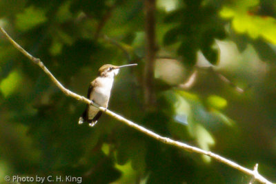 Ruby-throated Hummingbird