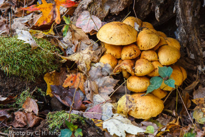 Jack-O-Lantern Mushrooms