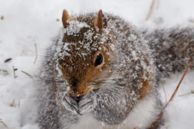 Snowy Squirrel