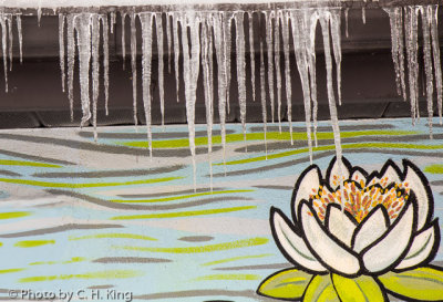 Icicles & Water Lilies