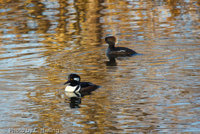 Hooded Mergansers