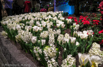 Flower Show 2014-5.jpg