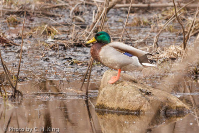 Mallard Duck - Looking for Springtime