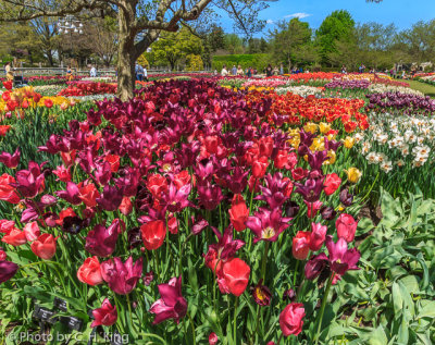 Spring Bloom at Longwood Gardens