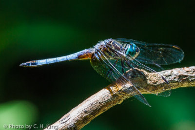 Dragonfly - Blue Dasher