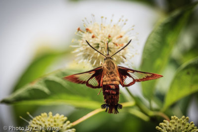Hummingbird Moth II