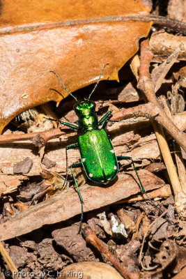 Six Spotted Green Tiger Beetle