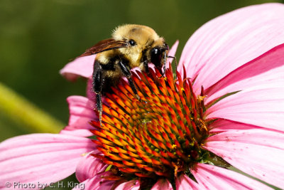 Bumble Bee on a Coneflower